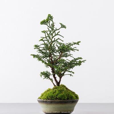 日本青檜｜COP5237