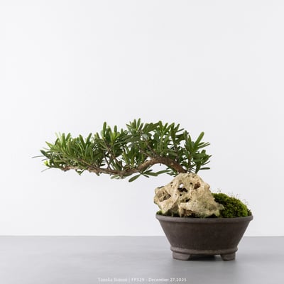 晶鑽羅漢松｜FP5296