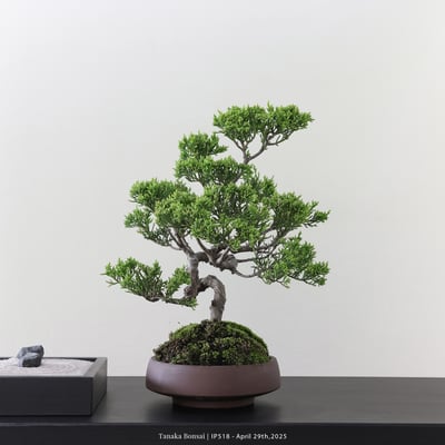 系魚川真柏｜IP5183