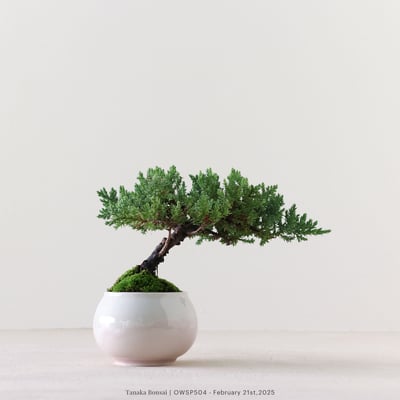 【官網限定】珍珠柏｜OWSP5045