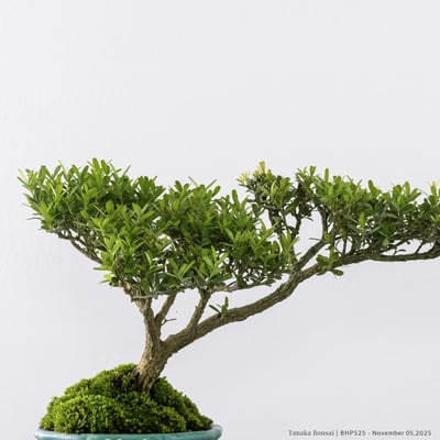 雀舌黃楊｜BHP5252