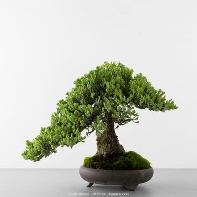 珍珠柏｜OWSP5068