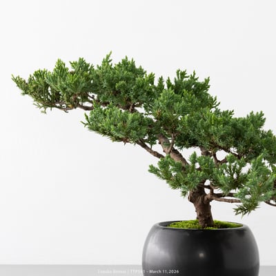 臺灣真柏｜TTP5819