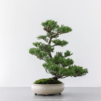 台灣真柏｜TTP7323