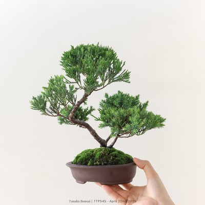 台灣真柏｜TTP5456