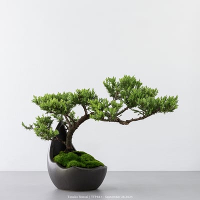 台灣真柏｜TTP5613