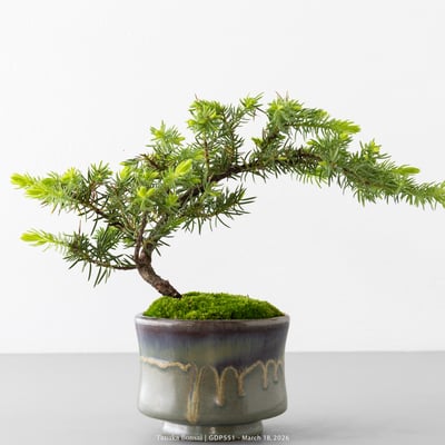 黃金杜松｜GDP5512