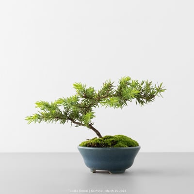 黃金杜松｜GDP5526