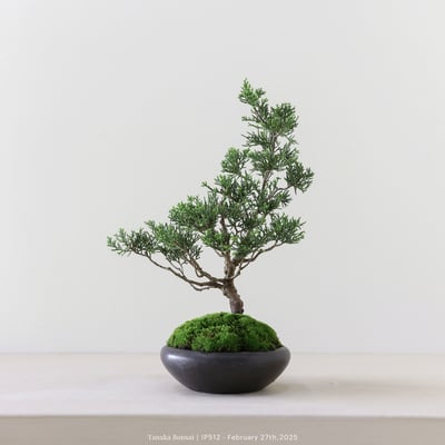 系魚川真柏｜IP5127