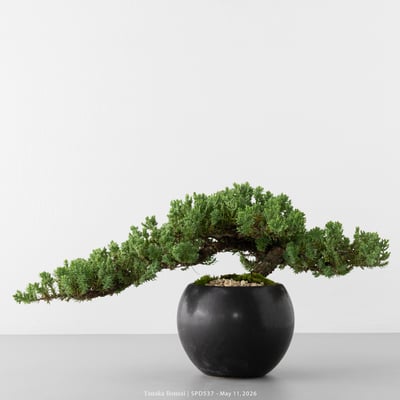 珍珠柏｜SPD5375