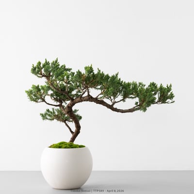 臺灣真柏｜TTP5895