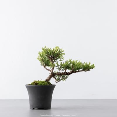 紀州真柏｜TPA5445