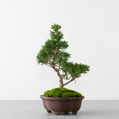 紀州真柏｜TPA5706