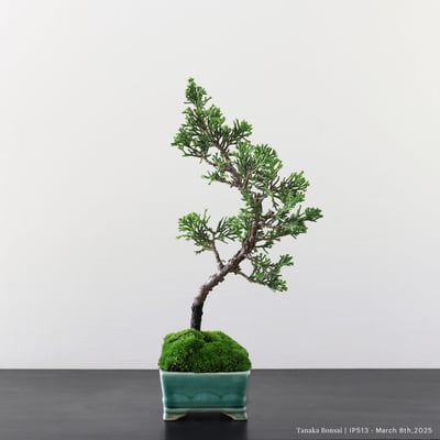 系魚川真柏｜IP5135