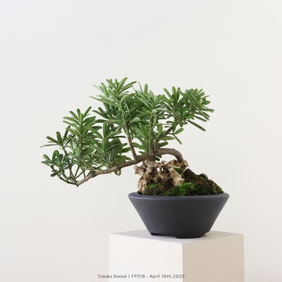 晶鑽羅漢松｜FP5185