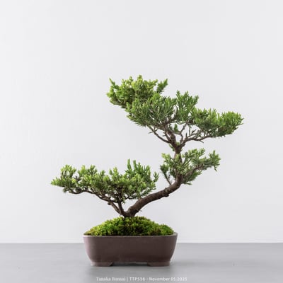 台灣真柏｜TTP5565