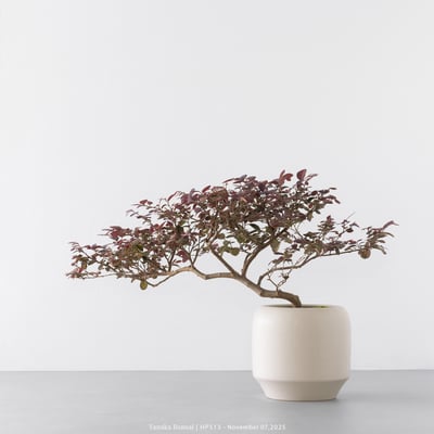 紅花繼木｜HP51310