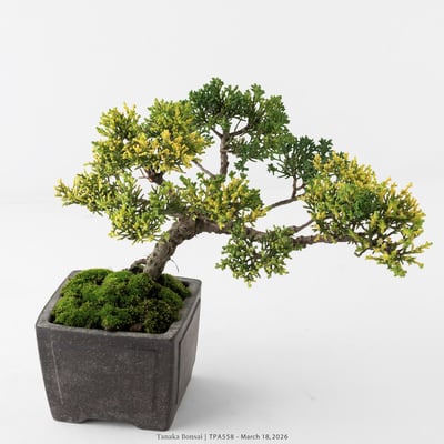 紀州真柏｜TPA5582