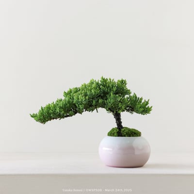 【官網限定】珍珠柏｜OWSP5095