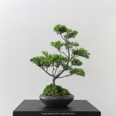 系魚川真柏｜IP5195