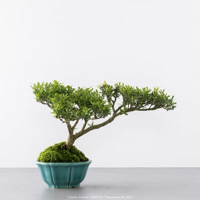 雀舌黃楊｜BHP5251