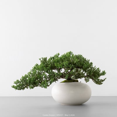 珍珠柏｜SPD5376