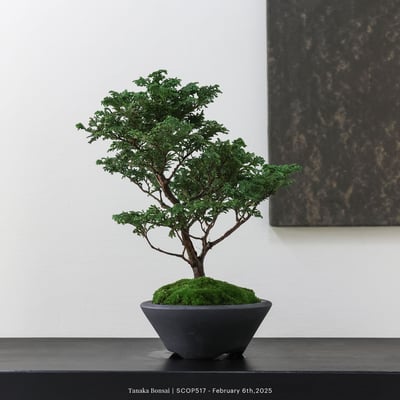 姬檜木｜SCOP5175