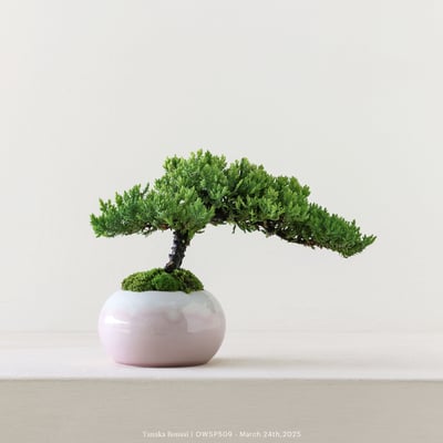 【官網限定】珍珠柏｜OWSP5093