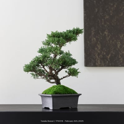 紀州真柏｜TPA5186