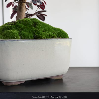 紅花繼木｜HP7048