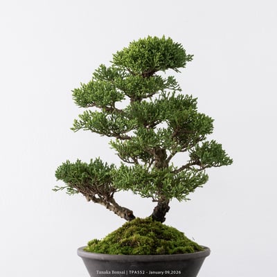 紀州真柏｜TPA5529