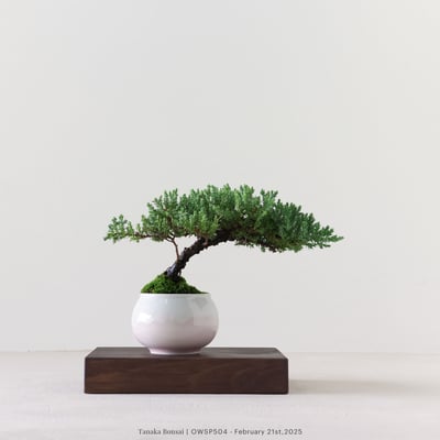 【官網限定】珍珠柏｜OWSP5042