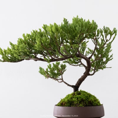 台灣真柏｜TTP5699