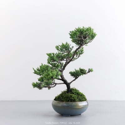 台灣真柏｜TTP5524