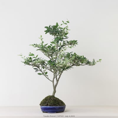 銀姬小蠟｜SVP5013