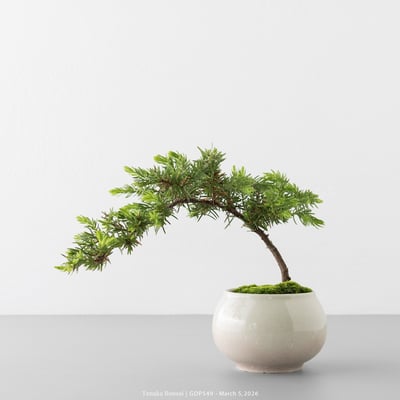 黃金杜松｜GDP5493