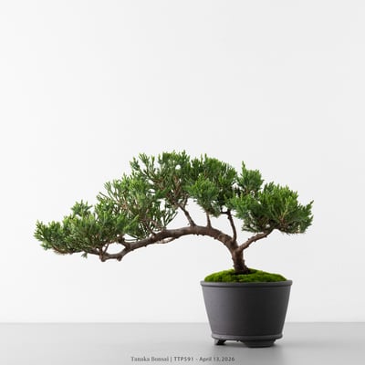 臺灣真柏｜TTP5911