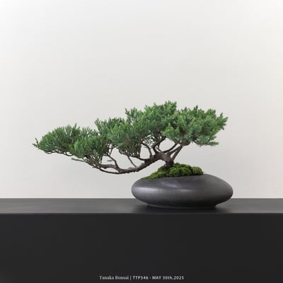 台灣真柏｜TTP5464