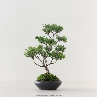 系魚川真柏｜IP5214