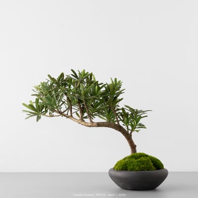 晶鑽羅漢松｜FP5339