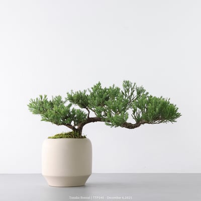 台灣真柏｜TTP5401