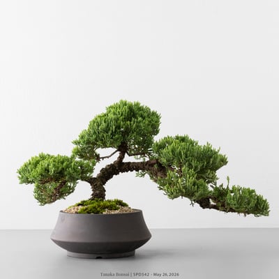 珍珠柏｜SPD5421