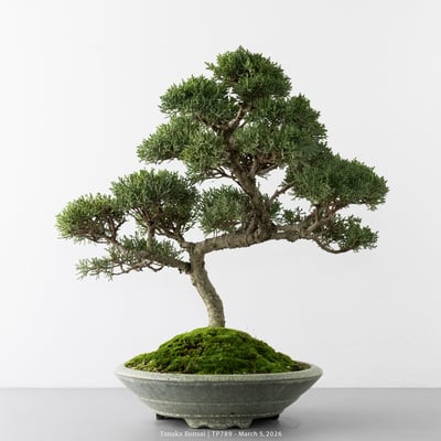 紀州真柏｜TP7894