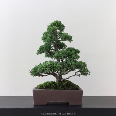 紀州真柏｜TPA5326