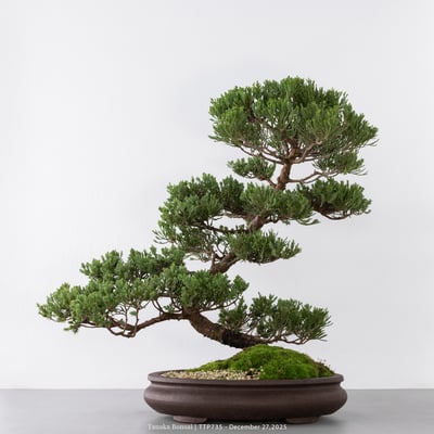 台灣真柏｜TTP7351