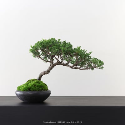 宮坂系魚川真柏｜MP5387