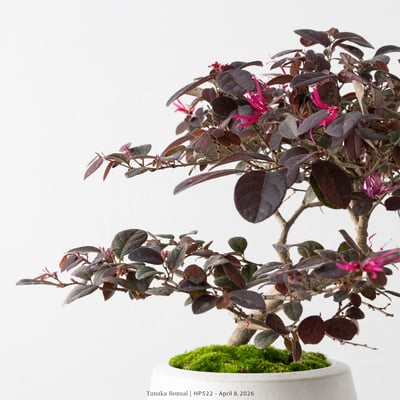 紅花繼木｜HP5223