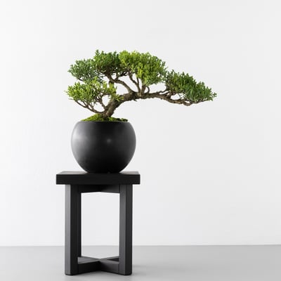 Square Wood Stand｜方形盆景陳列座6