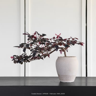 紅花繼木｜HP5095