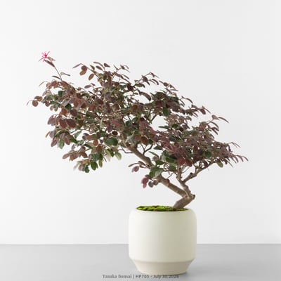 紅花繼木｜HP7054